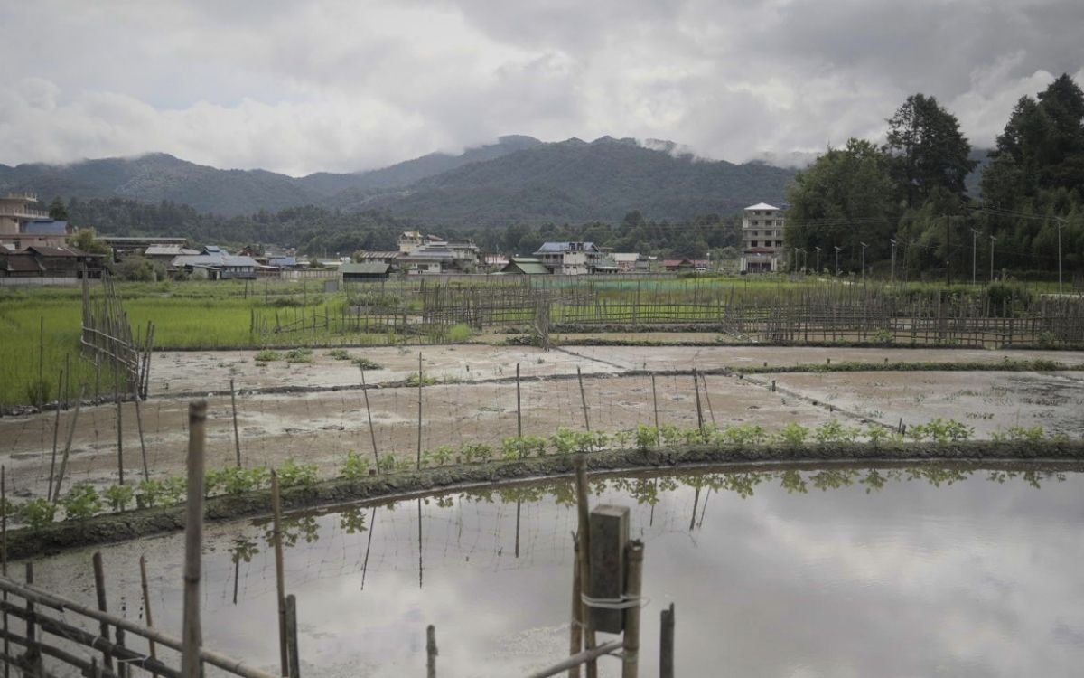 Ziro valley Paddy Field