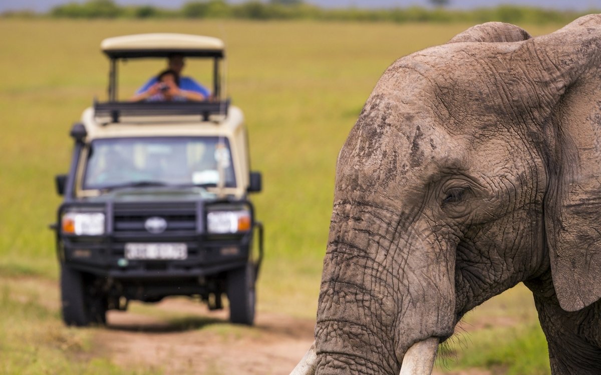 Safari & Wildlife