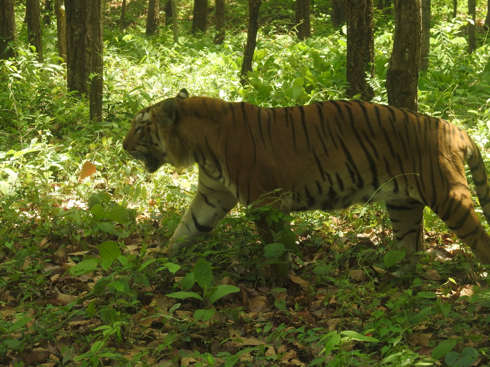 Assam - photo 4