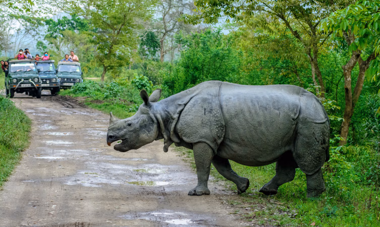Kaziranga